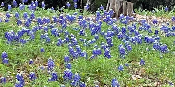 Positive Recovery - Hill Country